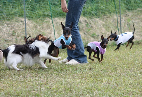 2011.10.9すいらん 集団.jpg