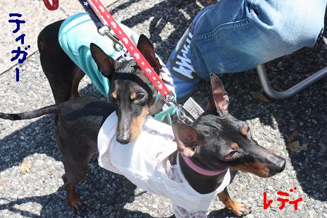 ティガー・レディ.JPG