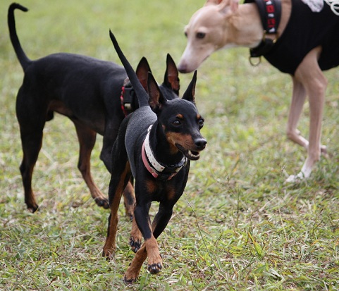 2011.10.9すいらん マーメイド.jpg