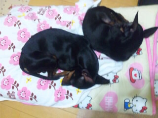 SH3D34810001.jpg