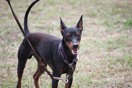 2011.10.9すいらん ぴま.jpg