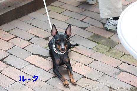 くつろぐルーク.JPG
