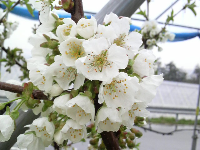 さくらんぼの花