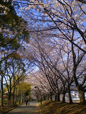 桜のトンネル２