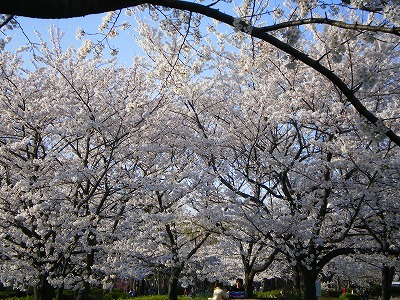 桜並木