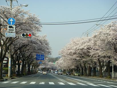 桜並木