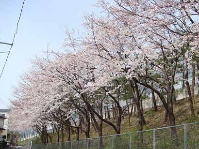 桜