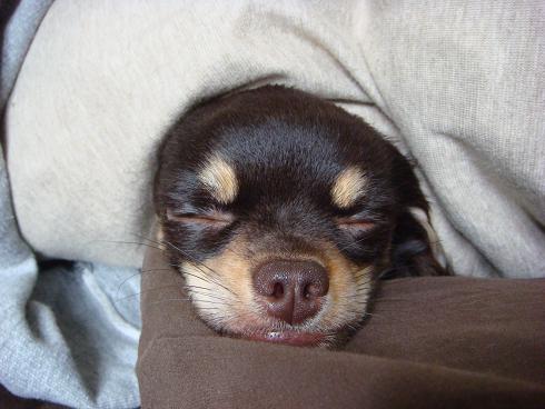 ZZZ・・・