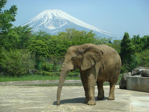 ぞうさん