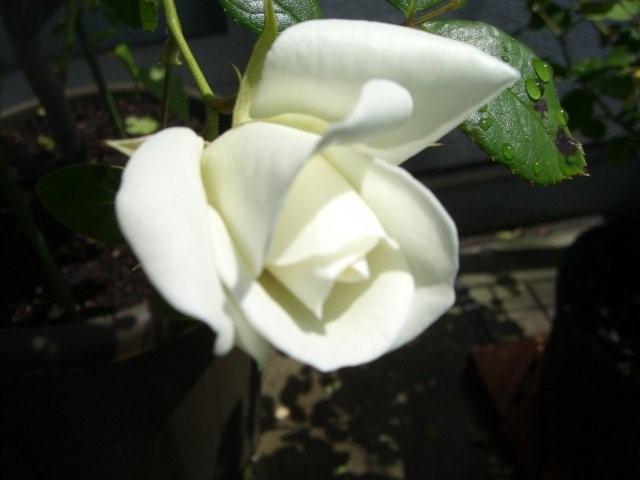 花７