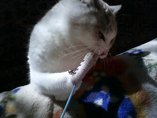 猫じゃらし　３