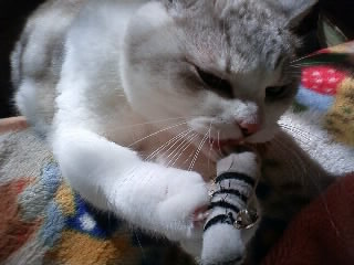 猫じゃらし　４