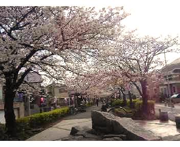 満開の桜