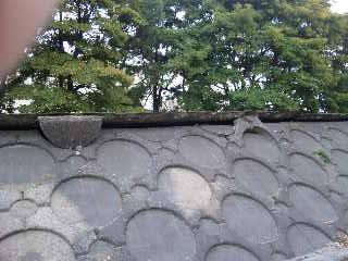 浮いた土手のコンクリート