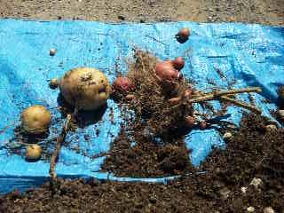 ジャガ芋の収穫２