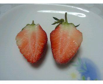 イチゴの熟れ具合