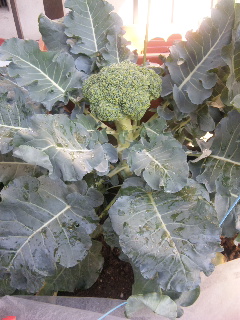 ブロッコリー引き