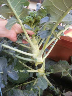 ブロッコリー切断