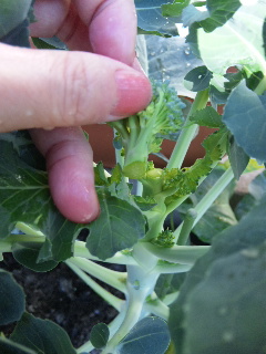 スティックセニョール摘む