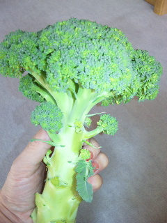 ブロッコリーの葉を落とす