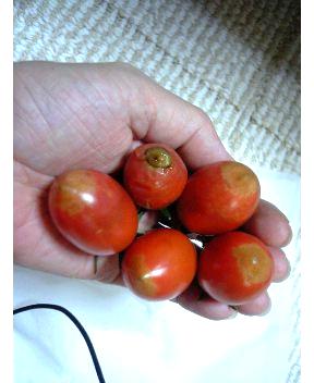 トマトの尻腐れ