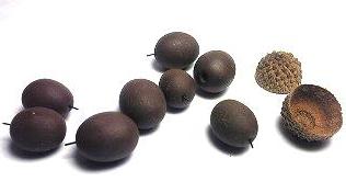 はだかどんぐり～