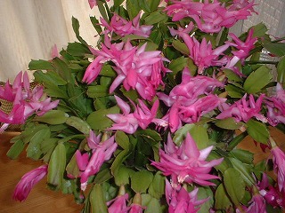 カニサボテン♪