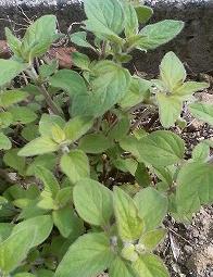 多分オレガノ。。。