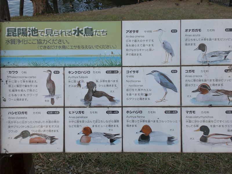 昆陽池で見られる水鳥たち.jpg