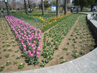 昭和記念公園のお花2