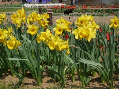 昭和記念公園のお花3