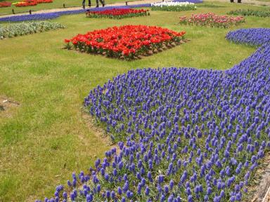 昭和記念公園のお花4