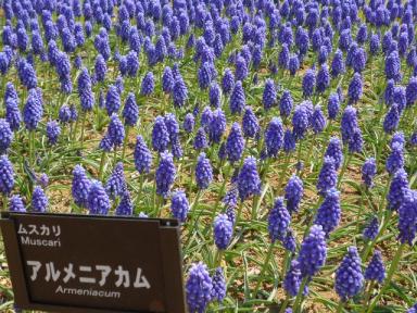 昭和記念公園のお花5