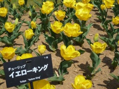 昭和記念公園のお花6