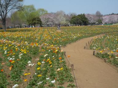 昭和記念公園のお花7