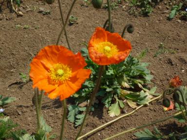 昭和記念公園のお花8