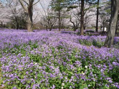 昭和記念公園のお花9