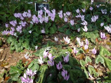 昭和記念公園のお花12