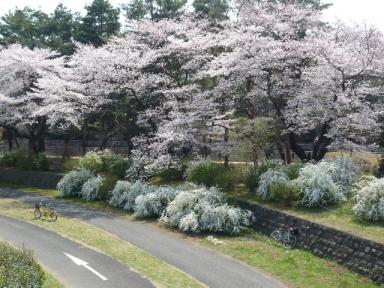 昭和記念公園桜2