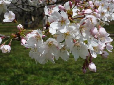 昭和記念公園桜3