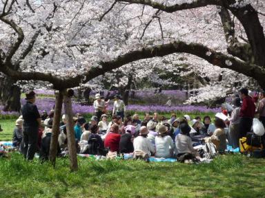 昭和記念公園桜4