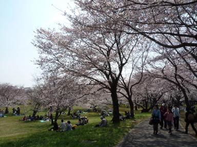 昭和記念公園桜5