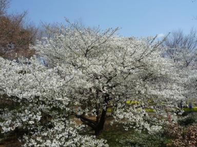 昭和記念公園桜6