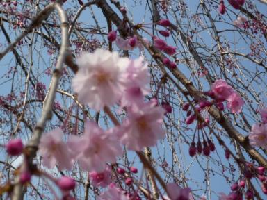 昭和記念公園桜7