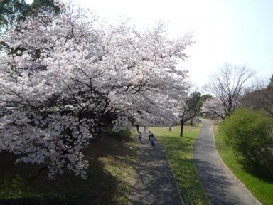 昭和記念公園桜8