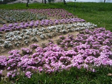 昭和記念公園芝桜