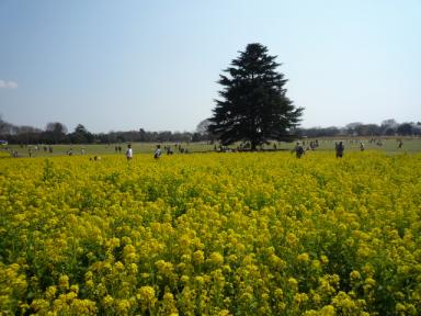 昭和記念公園菜の花