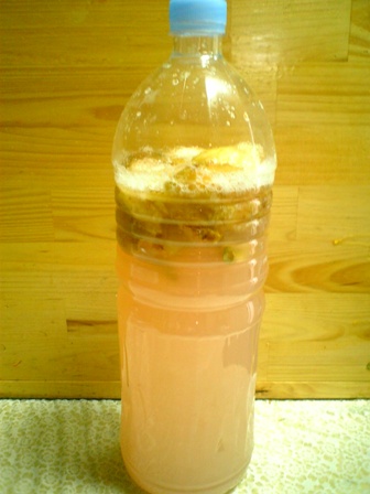 イチジク酵母　２日目