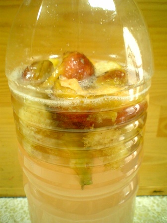 イチジク酵母　3日目