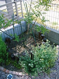 ロータスなどなど